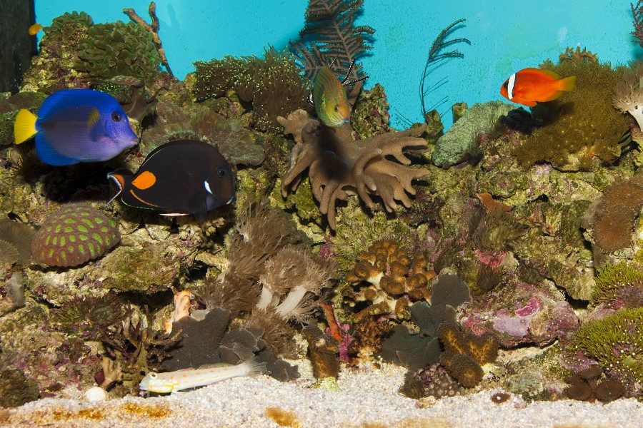 Colorful Coral Reef Fishes in Aquarium
